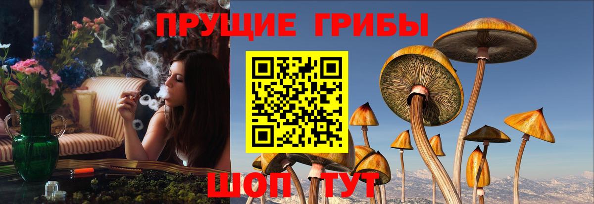 Псилоцибиновые грибы мицелий Унеча